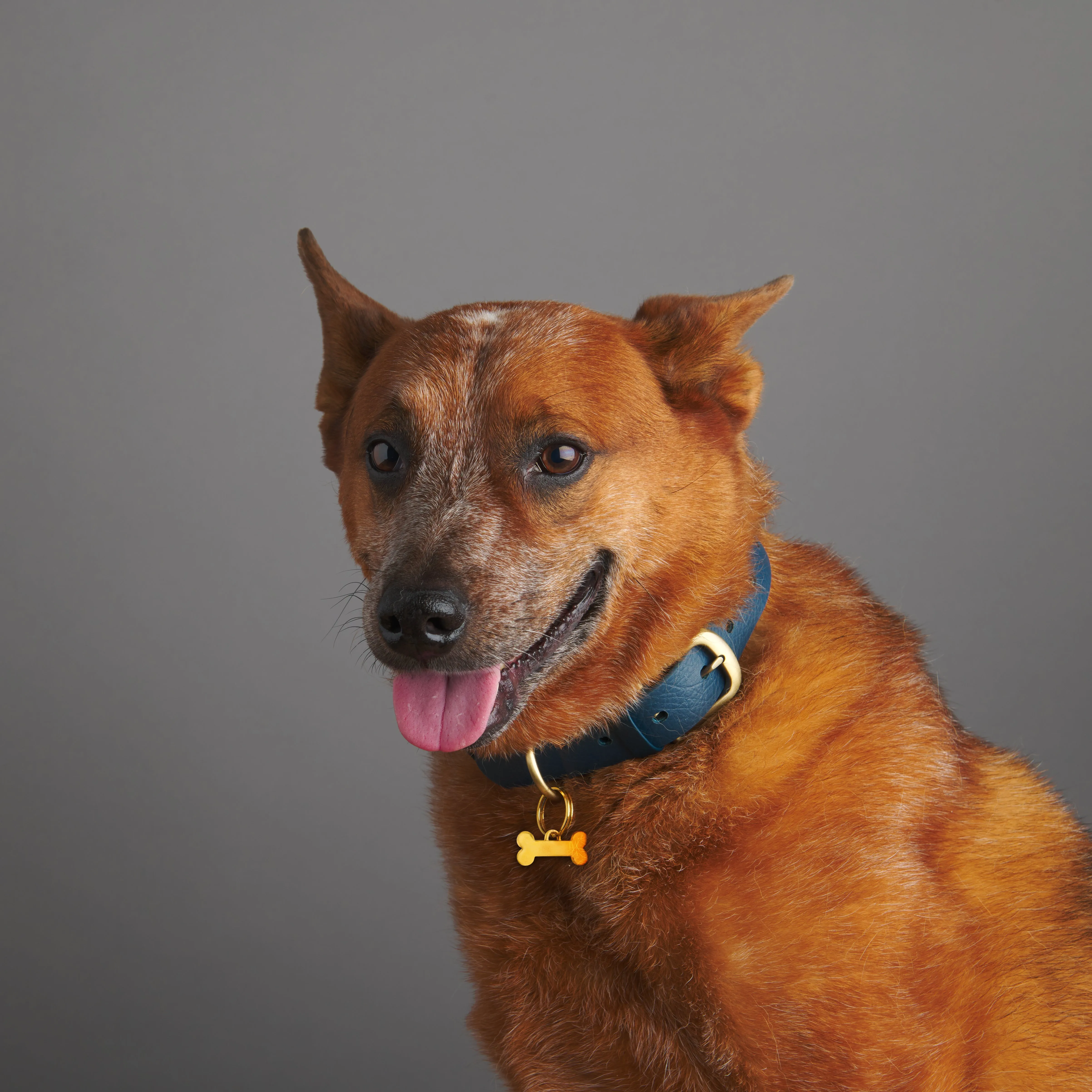 Bone Pet Tag