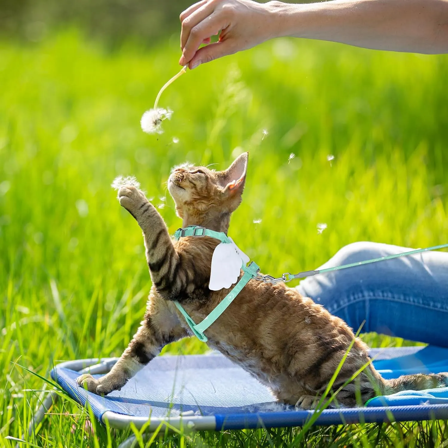 Cat Harness and Leash Set, Adjustable Gradient Kitten Harness Escape Proof Harness with Leash for Kitty Outdoor Walking (Green)