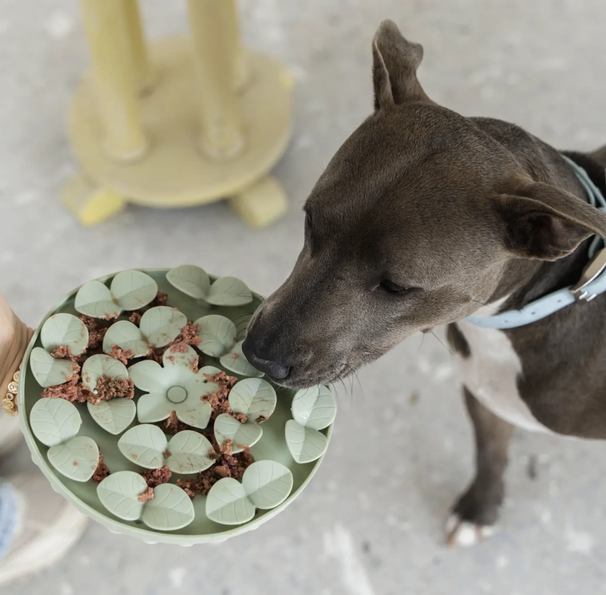 DexyPaws Silicone Snuffle Mat Sage Green