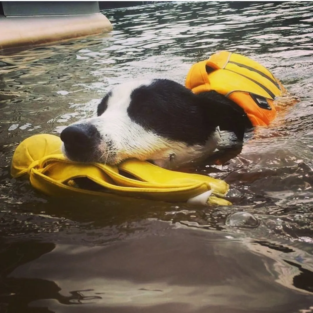 Kong Wet Wubba
