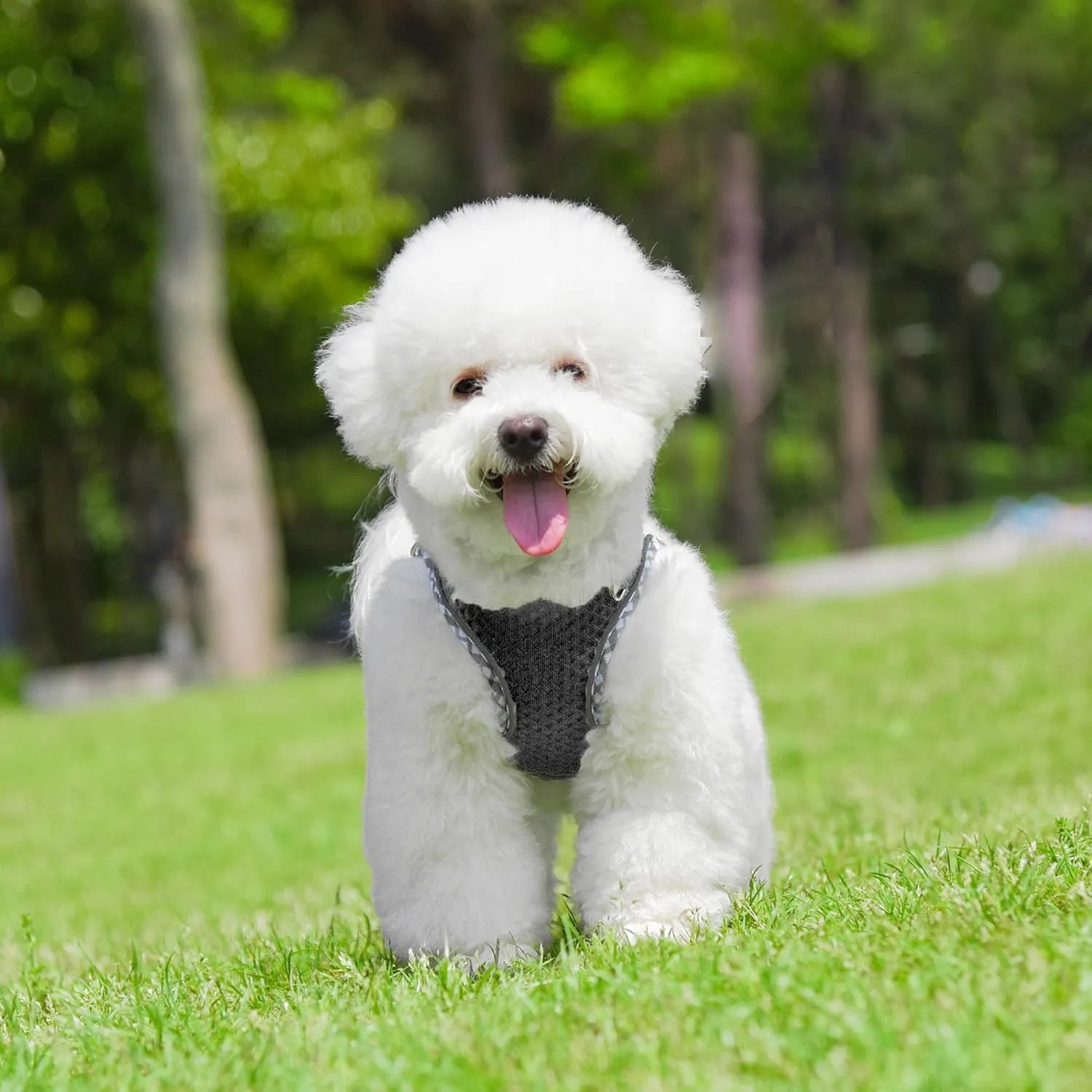 Soft Dog Harness and Leash Set for Walking, Summer Step in Vest Harness, Reflective Bands, Ultra Thin Breathable Pet Supplies, for Extra Small Dogs and House Cats Black XS
